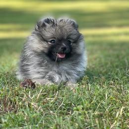 Mystic - Pomeranian