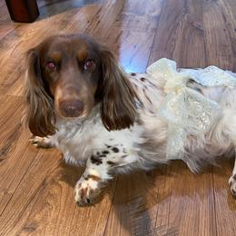 Ruby doo - Dachshund