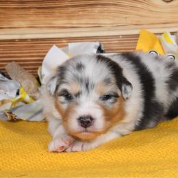 Bumble - Blue merle male Australian Shepherd puppy in Kirksville, Missouri from BellSharps Australian Shepherds