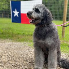 Jolene - Bordoodle