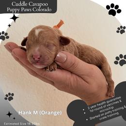 Hank - Apricot male Cavapoo puppy in Fort Lupton, Colorado from Puppy Paws Colorado