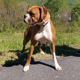 Roxy - Boxer