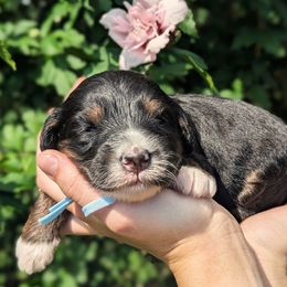 Freedom - Tri-color female Bernedoodle puppy in Mount Pleasant, Tennessee from Amy Brewer