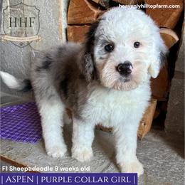 ASPEN - Blue merle and white female Sheepadoodle puppy in Charlo, Montana from Heavenly Hilltop Farm