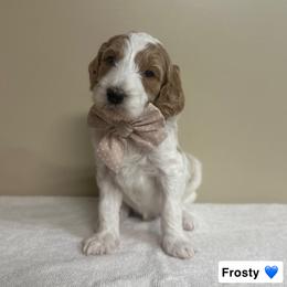 Frosty - Parti male Goldendoodle puppy in Crothersville, Indiana from Wischmeier’s Doodles