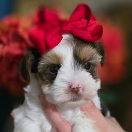 Yorkshire Terrier Puppies from Kruz Kennels