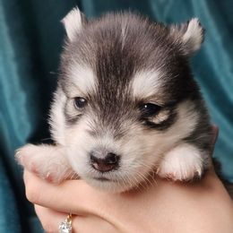 Nelly - Gray and white female Siberian Husky puppy in Lakebay, Washington from Cascade Siberians