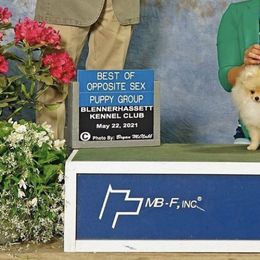 Pomeranian Puppies from Pardi Poms