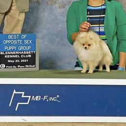 Pomeranian Puppies from Pardi Poms
