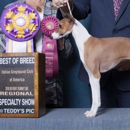 Chihuahuas and Italian Greyhounds from Giovel Kennels