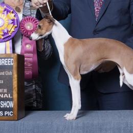 Chihuahuas and Italian Greyhounds from Giovel Kennels