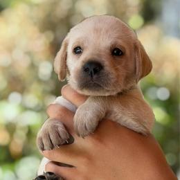 White - Yellow female Labrador Retriever puppy in Palm Beach County, Florida from Griffin Royal Labs