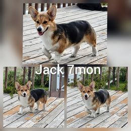 Jack The Zipper - Pembroke Welsh Corgi