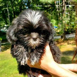 Big boy - Black and white male Shih Tzu puppy in Crystal, Michigan from Hill Top shih-tzu
