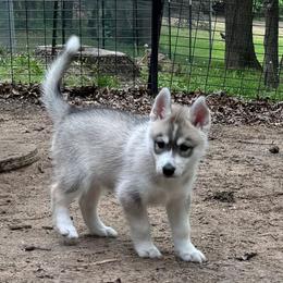 Stuart - Gray and white male Siberian Husky puppy in Colfax, Wisconsin from Grove’s Siberian Huskies