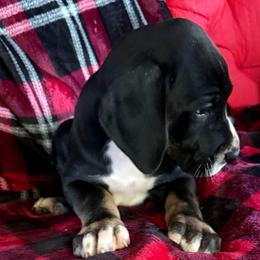 Black-White tanpoint - Mantle male Great Dane puppy in Greenville, South Carolina from Allen’s Ridge Ranch