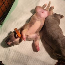 Great Dane Puppies from Grant’s Gorgeous Greats