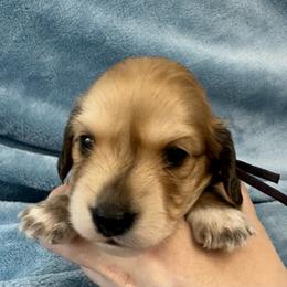 Velma - Cream female Dachshund puppy in Memphis, Tennessee from River City Doxies