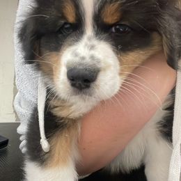 "Pre bath snuggles" Australian Shepherd Puppies from Mezzo Australian Shepherds