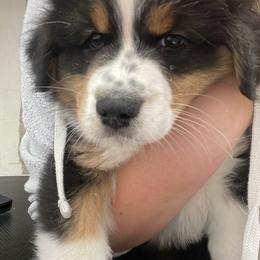 "Pre bath snuggles" Australian Shepherd Puppies from Mezzo Australian Shepherds