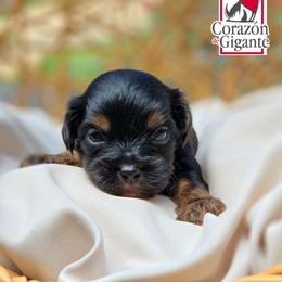 Rusty - Black and tan male Yorkshire Terrier puppy in California from Corazon de gigante