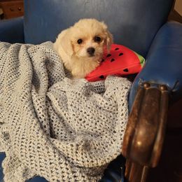 Silver Gem - White and buff female Bichon Frise puppy in Chatham, Illinois from Bichon Frise Partnership