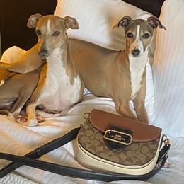 Italian Greyhound All Grown Up from The Breeder's Assistant