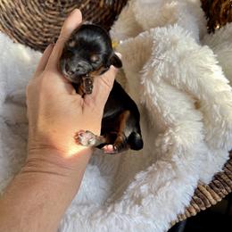 Girl 2 - Tri-color female Bernedoodle puppy in Superior, Arizona from Mountain Bridge Doodles
