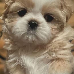Shih Tzus from Queenie’s Shih-Tzus