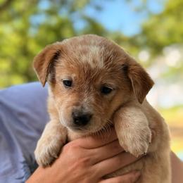 Prescious medium size adorable girl - Red mottled female Australian Cattle Dog puppy in Scurry, Texas from RedHorizon AKC Australian Cattle Dogs (Heelers)