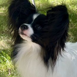Papillon puppies from Heartworks Papillons