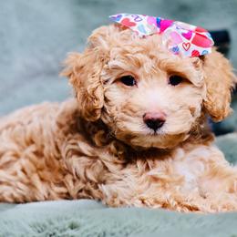 Amber - Apricot female Goldendoodle puppy in Forney, Texas from Diamond Doodle Pups and Poodles