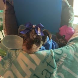 Yorkshire Terrier puppies from Alabama Yorkies of the South (Sierra’s Yorkshire Terrier Babies)