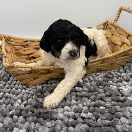 Alma - Parti female Poodle puppy in Greeneville, Tennessee from Smokey Mountain Sheepadoodles