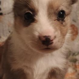 Girl 2 - Blue merle and white female American Corgi puppy in Pioneer, Michigan from Country Corners Corgis