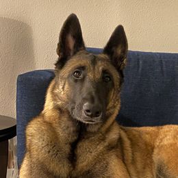Nika - Belgian Malinois