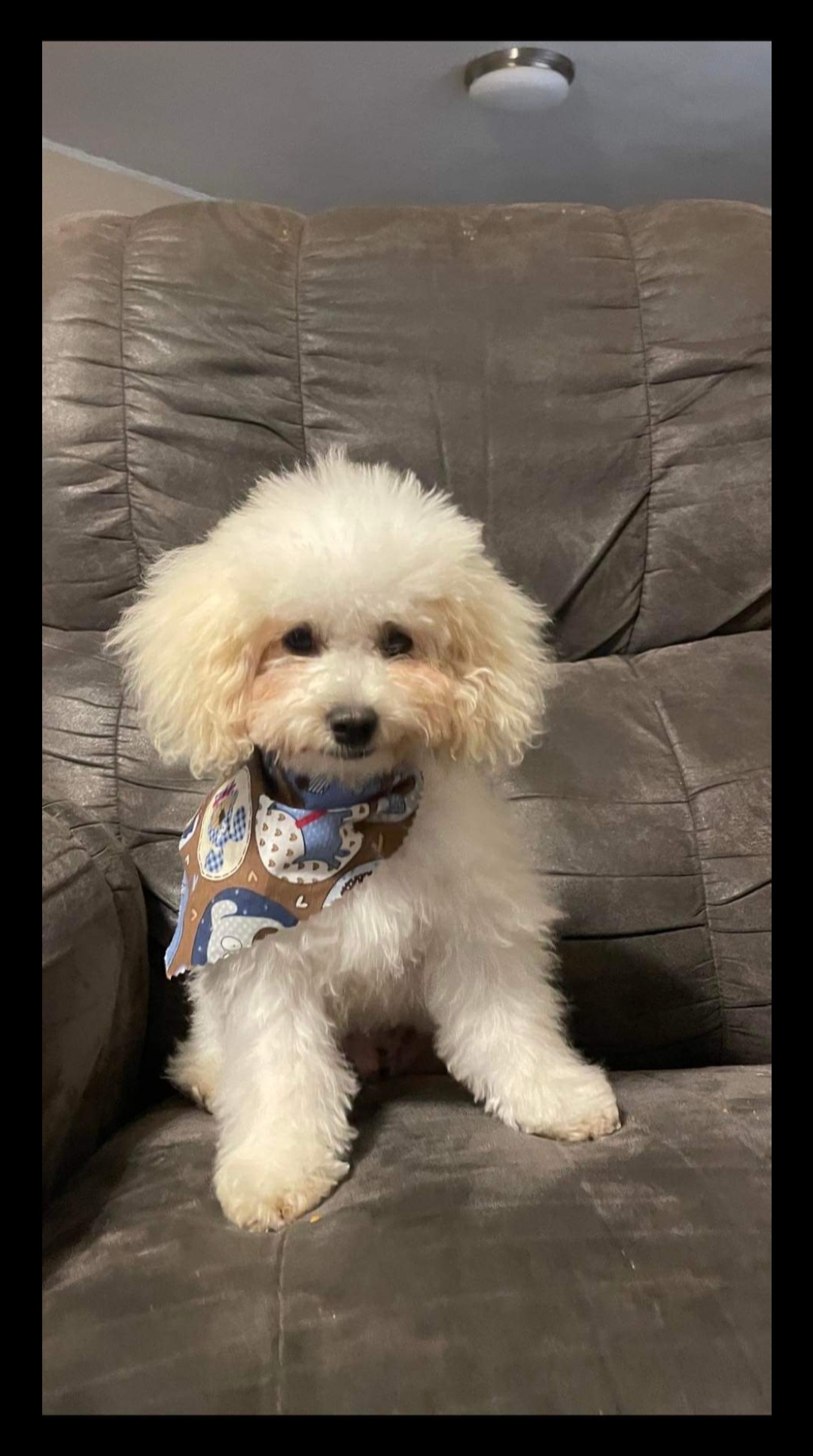 Poodle Puppies from Cindy's Poodles