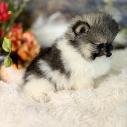 Aven - Tri-colored female Pomeranian puppy in California from T & D Dream Poms