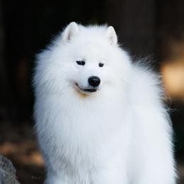 Buddy - Samoyed