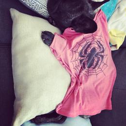 French Bulldog All Grown Up from Bully Mates