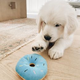 Golden Retriever Puppies from Claiborne Golden