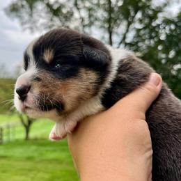 Bowie - Black and white male Cardigan Welsh Corgi puppy in Lebanon, Pennsylvania from Long Acre Farm
