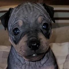 American Hairless Terriers from Wesley's American Hairless Terriers