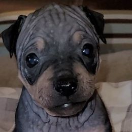 American Hairless Terriers from Wesley's American Hairless Terriers