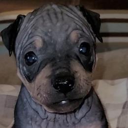 American Hairless Terriers from Wesley's American Hairless Terriers