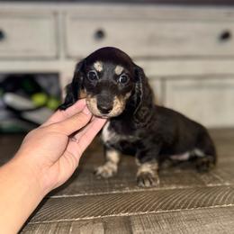 Gin - Brindle female Dachshund puppy in Ceres, California from Rockin' M’s LilBitty Dachshunds (LBD)