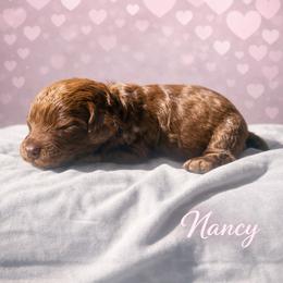 Nancy Wheeler - Chocolate merle female Bernedoodle puppy in Bennett, Colorado from Darling Paws Bernedoodles, LLC