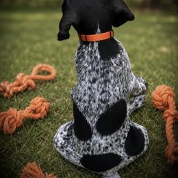 Orange collar Male 2 - Black and white male German Shorthaired Pointer puppy in Hardeman County, Tennessee from Howell Farm GSP
