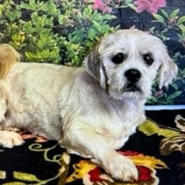 Freddy - Lhasa Apso