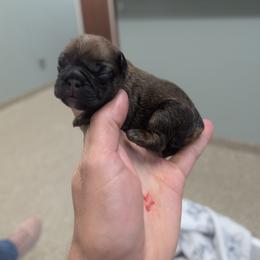 Girl 1 - Fawn female French Bulldog puppy in Springfield, Illinois from Paws n Claws Frenchies